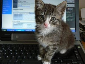 Secure your browser against the POODLE attack!